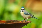 bluetit_gdn_110420a.jpg