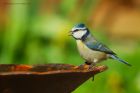 bluetit_gdn_110420b.jpg