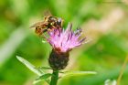 Filename=bogHover_HB_150823a.jpg
Filesize=795KB
Dimensions=1300x866
Date added=Aug 28, 2025 bogHover_HB_150823a.jpg