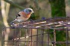 brambling_100211a.jpg