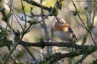 brambling_100211b.jpg