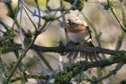 brambling_100211d.jpg