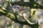 brambling_100211i.jpg