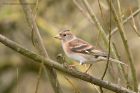 brambling_120312a.jpg