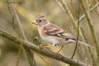 brambling_120312b.jpg