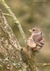 brambling_120312c.jpg