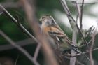 Filename=brambling_151212a.jpg
Filesize=190KB
Dimensions=1000x666
Date added=Dec 20, 2012 brambling_151212a.jpg
