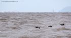 Filename=brentGeese_150912d.jpg
Filesize=191KB
Dimensions=1000x543
Date added=Oct 10, 2012 brentGeese_150912d.jpg