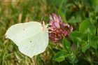 brimstone_020715b.jpg