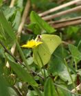 brimstone_0605a.jpg