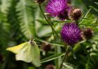 Filename=brimstone_260709b.jpg
Filesize=217KB
Dimensions=1000x714
Date added=Jul 27, 2009 brimstone_260709b.jpg