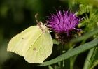 brimstone_260709f.jpg