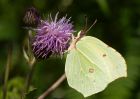 brimstone_260709i.jpg