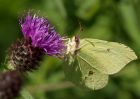 brimstone_260709k.jpg