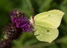 brimstone_260709o.jpg