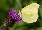 brimstone_260709p.jpg