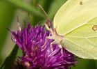 brimstone_260709q.jpg