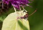 brimstone_260709r.jpg