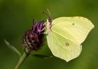 brimstone_260709t.jpg