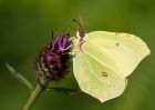 brimstone_260709u.jpg