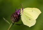 brimstone_260709v.jpg