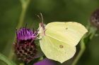 brimstone_260709w.jpg