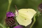 brimstone_260709x.jpg