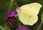 brimstone_260709y.jpg