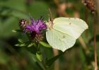 brimstone_260709zb.jpg