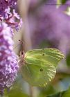 brimstone_300711c.jpg