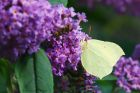 Filename=brimstone_HB_230823a.jpg
Filesize=702KB
Dimensions=1300x866
Date added=Aug 28, 2025 brimstone_HB_230823a.jpg