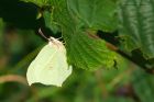 Filename=brimstone_latterbarrow_150823b.jpg
Filesize=739KB
Dimensions=1300x866
Date added=Aug 28, 2025 brimstone_latterbarrow_150823b.jpg