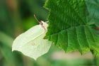 Filename=brimstone_latterbarrow_150823c.jpg
Filesize=912KB
Dimensions=1300x867
Date added=Aug 28, 2025 brimstone_latterbarrow_150823c.jpg