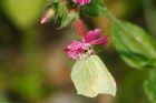 brimstone_mmWWT_300419b.jpg