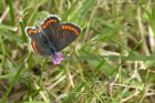 brownArgus_160613d.jpg