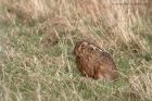 brownHare_090311a.jpg