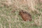 brownHare_090311d.jpg