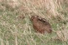 brownHare_090311e.jpg