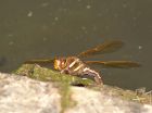 Filename=brownHawker_1407a.jpg
Filesize=133KB
Dimensions=800x596
Date added=Aug 09, 2008 brownHawker_1407a.jpg