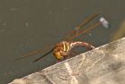 brownHawker_1407e.jpg