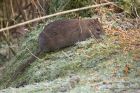 brownRat_150113a.jpg