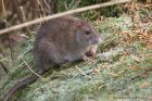 brownRat_150113c.jpg