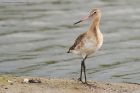 btGodwit_010916a.jpg