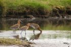 btGodwit_010916b.jpg