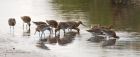 btGodwit_010916c.jpg