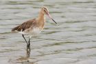 btGodwit_010916d.jpg