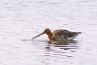 btGodwit_2004b.jpg