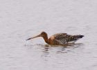 btGodwit_2004f.jpg