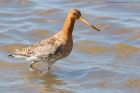 btGodwit_250416a.jpg