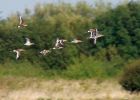 btGodwits_110909a.jpg